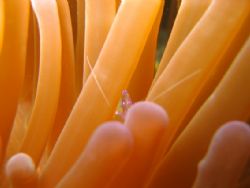 Shrimp in Anemone. This was taken in Anilao, Philippines ... by Gerard John Paras 